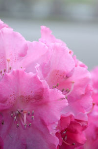 Close-up of pink cherry blossom