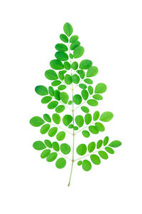 Close-up of green leaves against white background