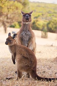 Mother and child kangaroos