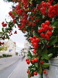 Close-up of red berries growing on tree