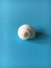 High angle view of seashell on blue background