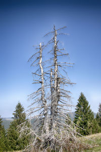 Low angle view of plant against sky during winter