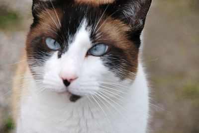 Close-up of cat