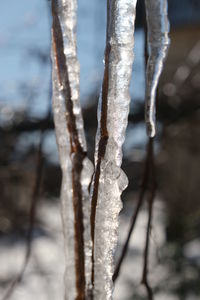 Close-up of frozen plant