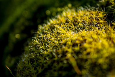 Close-up of yellow grass