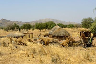 Flock of sheep on field against clear sky