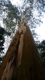 Low angle view of tree against sky