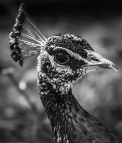 Close-up portrait of a peacock