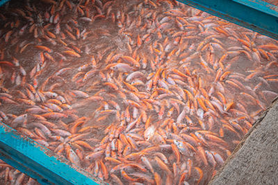 High angle view of fish in water