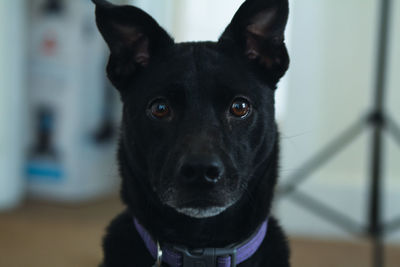 Portrait of black dog at home