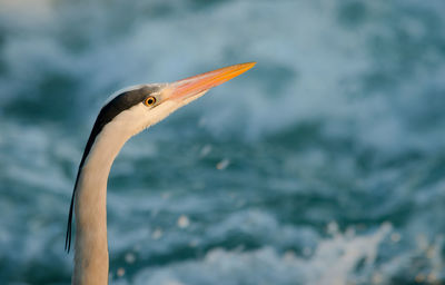 Close up of bird perching against sea