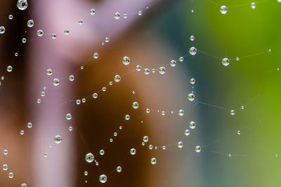 Close-up of water drops on spider web