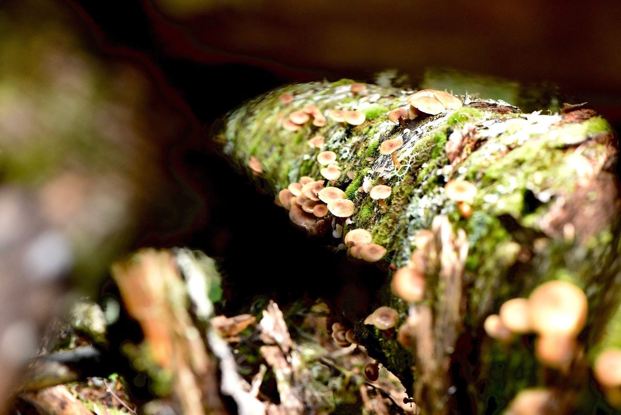 selective focus, plant, close-up, growth, no people, nature, food, day, vegetable, freshness, moss, beauty in nature, food and drink, fungus, mushroom, flower, tree, outdoors, land, field, toadstool