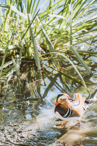 Duck swimming in lake