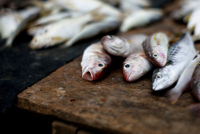 Close-up of fish for sale at market