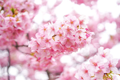 Close-up of pink cherry blossom