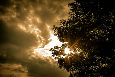 Low angle view of sunlight streaming through silhouette tree