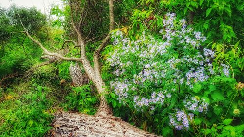 Flowering plants and trees in forest