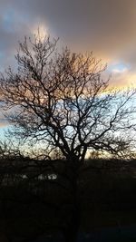 Silhouette bare tree against sky during sunset