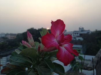 Close-up of red flowers blooming against sky