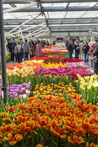 Flowers at market stall