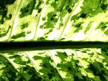 Close-up of fresh green leaves