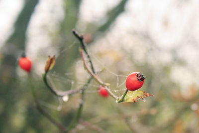 Close-up of ladybug on tree
