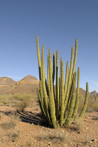 Cactus growing on field against clear sky