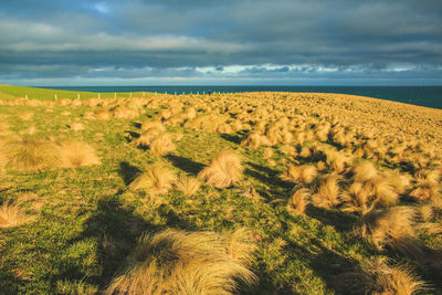 Scenic view of land and sea against sky