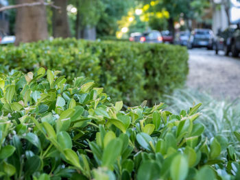 Close-up of fresh green plants in field