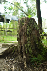 Close-up of tree trunk