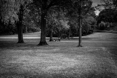 Trees in park