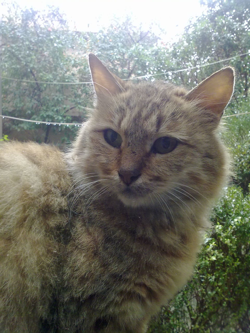 domestic cat, cat, animal themes, domestic animals, mammal, feline, one animal, pets, whisker, portrait, close-up, looking at camera, animal head, alertness, outdoors, relaxation, day, focus on foreground, no people