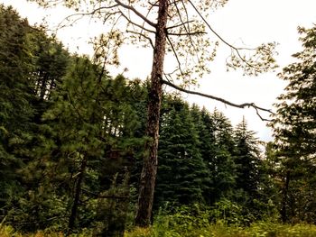 Low angle view of trees in forest against sky