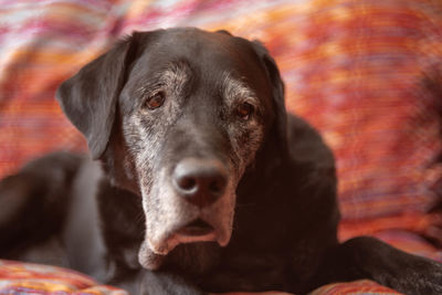 Close-up portrait of old grey faced dog