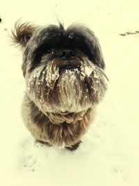 Close-up of dog