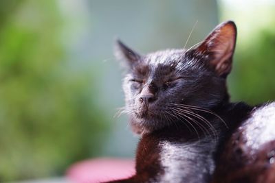 Close-up of a cat