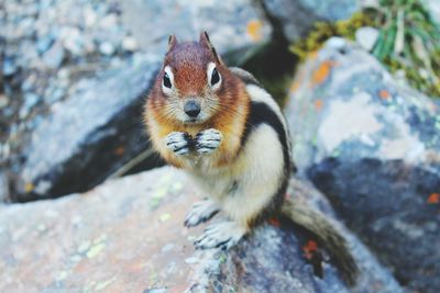 Close up of squirrel on rock