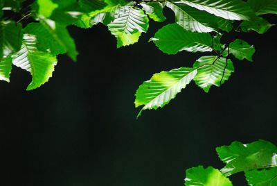 Close-up of leaves against blurred background