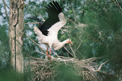 View of birds in lake