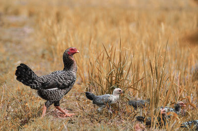 Hen with baby chickens on field