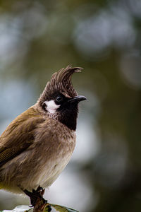 Close-up of bird perching on a tree