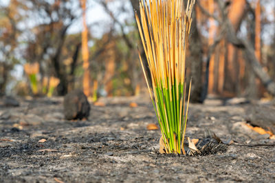 Fresh grass tree, xanthorrhoea leaves growing in a forest near sydney after bushfires in 2019.