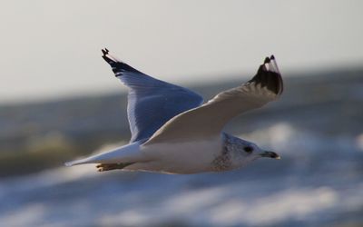 Close-up of seagull flying over sea against sky