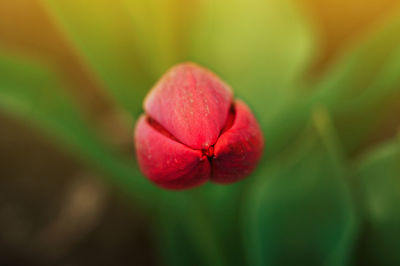 Red blossomed tulips wound in the spring. flowers in the garden for women's day or mother's day.