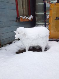 White horse in snow