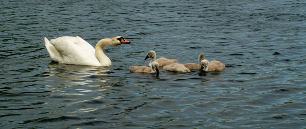 Swan swimming in lake