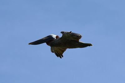 Low angle view of eagle flying against clear sky