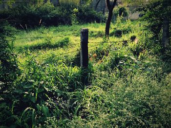 Scenic view of grassy field