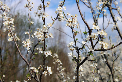 Close-up of cherry blossoms in spring